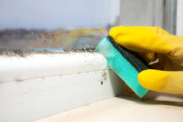 Best Basement Mold Removal  in Lincoln, ND